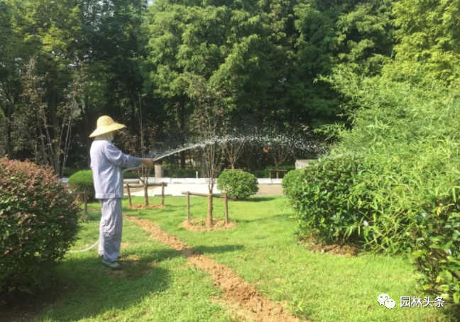 最难不过伏天，苗木安全度夏最全攻略！